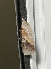 Pterogonia cardinalis