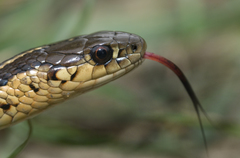 Thamnophis butleri
