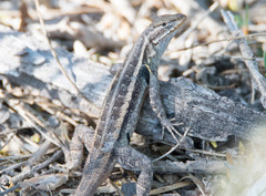 Sceloporus variabilis marmoratus