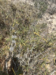Salvia brandegeei