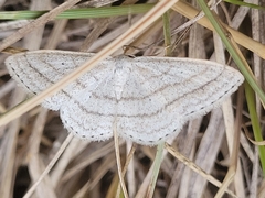 Scopula ancellata