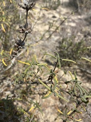 Salvia brandegeei