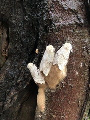 Lymantria dispar dispar