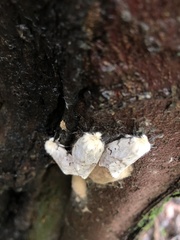 Lymantria dispar dispar