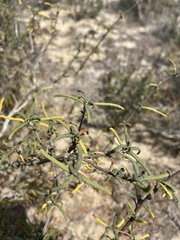 Salvia brandegeei