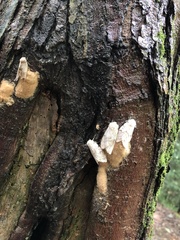 Lymantria dispar dispar