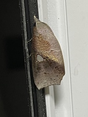 Pterogonia cardinalis