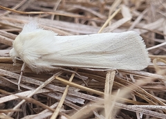 Copablepharon viridisparsa