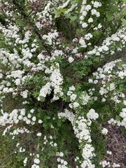 Spiraea