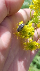 Oxythyrea