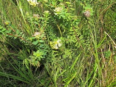 Lasiosiphon anthylloides