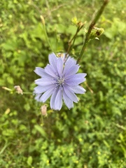 Cichorium intybus