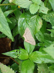 Psamathia placidaria