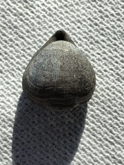 Hemithiris psittacea