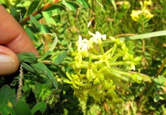 Lasiosiphon anthylloides