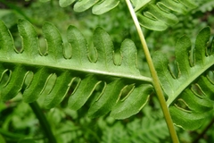 Pteris tripartita