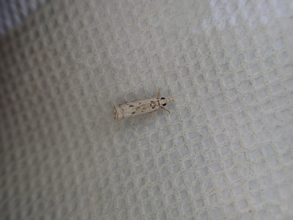 Microcrambus flemingi