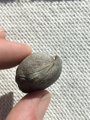 Hemithiris psittacea