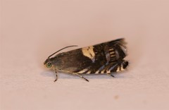 Grapholita fana