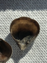 Hemithiris psittacea