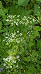 Cicuta maculata angustifolia