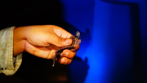 Micronycteris microtis