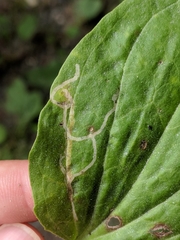 Phytomyza plantaginis