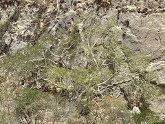 Ficus petiolaris palmeri