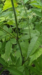 Cicuta maculata angustifolia