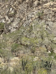 Ficus petiolaris palmeri