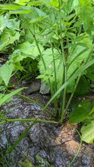 Cicuta maculata angustifolia