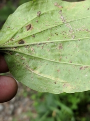 Phytomyza plantaginis