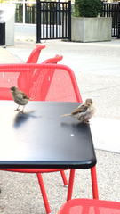 Passer domesticus