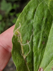 Phytomyza plantaginis