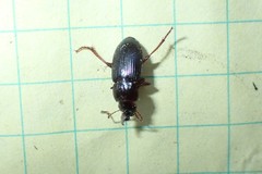 Harpalus nigritarsis