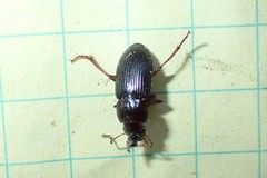 Harpalus nigritarsis