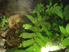 Ocnophiloidea regularis