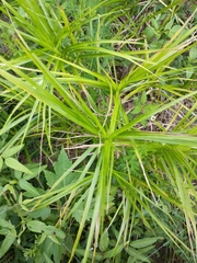 Carex muskingumensis