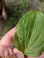 Phytomyza plantaginis