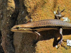 Trachylepis varia