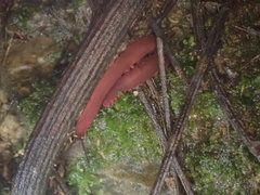 Macroperipatus torquatus
