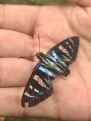 Phocides belus