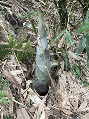 Dendrocalamus giganteus