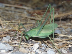 Acrometopa servillea