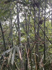 Dendrocalamus giganteus