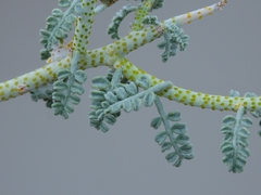 Psorothamnus polydenius polydenius