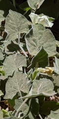 Calystegia malacophylla