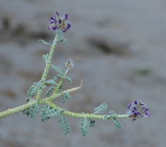 Psorothamnus polydenius polydenius