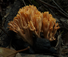 Ramaria anziana