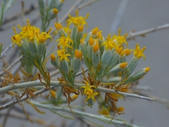 Tetradymia tetrameres